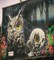 owls